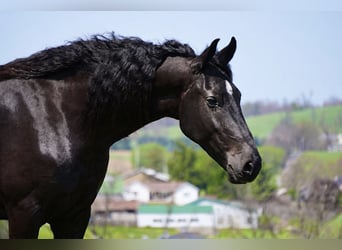 Friesian horses Mix, Gelding, 5 years, 17 hh, Black
