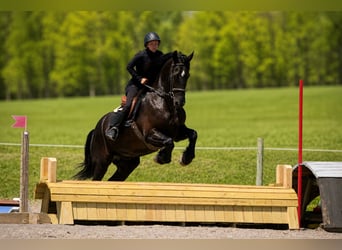 Friesian horses Mix, Gelding, 5 years, 17 hh, Black