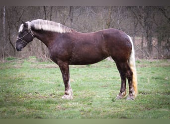 Friesian horses, Gelding, 5 years, 17 hh, Gray-Dapple