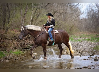 Friesian horses, Gelding, 5 years, 17 hh, Gray-Dapple