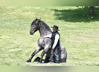 Friesian horses, Gelding, 5 years, 17 hh, Roan-Blue