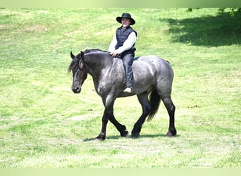 Friesian horses, Gelding, 5 years, 17 hh, Roan-Blue
