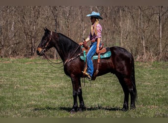 Friesian horses, Gelding, 5 years, Bay