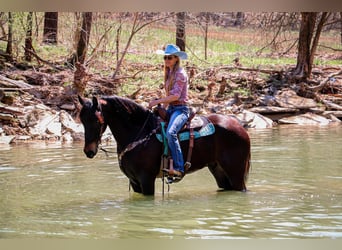 Friesian horses, Gelding, 5 years, Bay