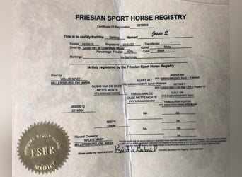 Friesian horses, Gelding, 5 years, Black