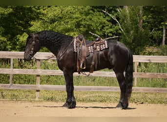 Friesian horses Mix, Gelding, 5 years, Black