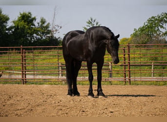 Friesian horses Mix, Gelding, 5 years, Black
