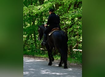 Friesian horses Mix, Gelding, 5 years, Black