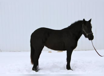 Friesian horses, Gelding, 5 years, Black