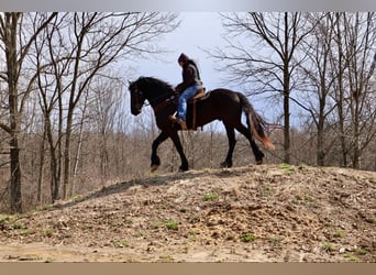 Friesian horses, Gelding, 5 years, Black