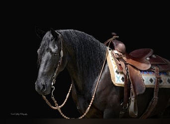 Friesian horses, Gelding, 5 years, Black