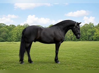 Friesian horses, Gelding, 5 years, Black
