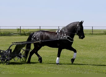 Friesian horses, Gelding, 5 years, Black