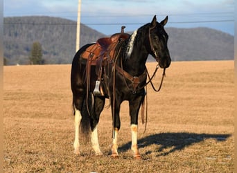 Friesian horses Mix, Gelding, 5 years, Black