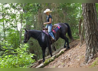 Friesian horses Mix, Gelding, 5 years, Black