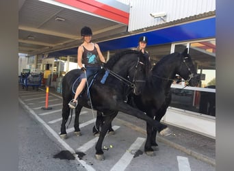 Friesian horses, Gelding, 5 years, Brown