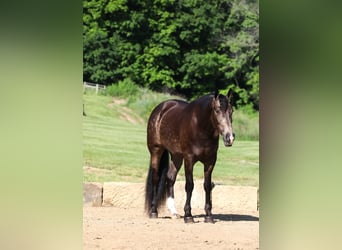 Friesian horses Mix, Gelding, 5 years, Buckskin