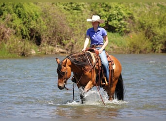 Friesian horses Mix, Gelding, 5 years, Buckskin