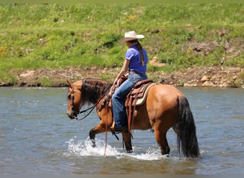 Friesian horses Mix, Gelding, 5 years, Buckskin