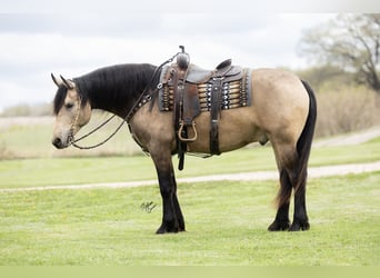 Friesian horses Mix, Gelding, 5 years, Buckskin