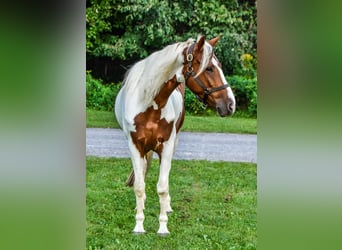 Friesian horses, Gelding, 5 years, Chestnut