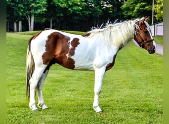 Friesian horses, Gelding, 5 years, Chestnut