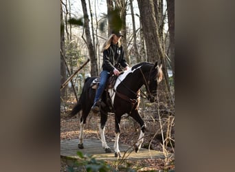 Friesian horses Mix, Gelding, 5 years