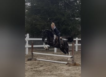 Friesian horses Mix, Gelding, 5 years