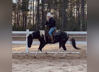 Friesian horses Mix, Gelding, 5 years