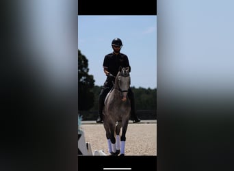 Friesian horses Mix, Gelding, 5 years, Grey