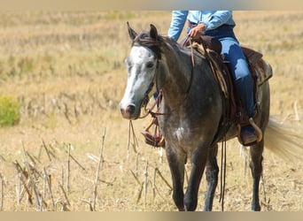Friesian horses Mix, Gelding, 5 years, Grey