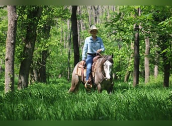 Friesian horses Mix, Gelding, 5 years, Grey