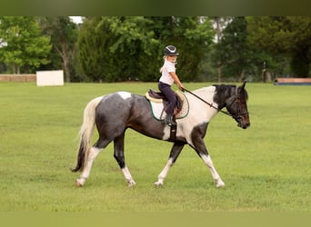 Friesian horses Mix, Gelding, 5 years, Roan-Blue