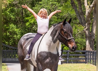 Friesian horses Mix, Gelding, 5 years, Roan-Blue