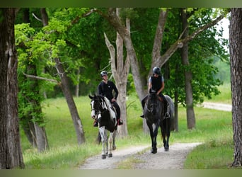Friesian horses Mix, Gelding, 5 years, Roan-Blue