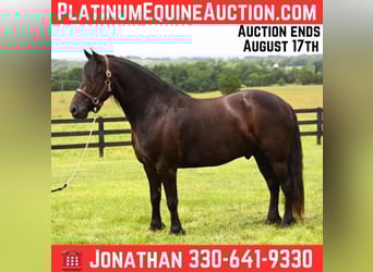 Friesian horses, Gelding, 5 years