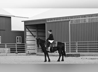 Friesian horses Mix, Gelding, 6 years, 13.2 hh, Black