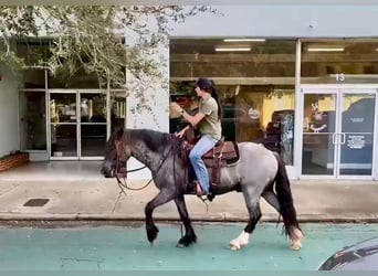 Friesian horses, Gelding, 6 years, 14,1 hh, Roan-Blue