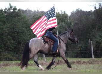 Friesian horses, Gelding, 6 years, 14,1 hh, Roan-Blue