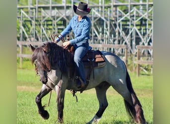 Friesian horses, Gelding, 6 years, 14,1 hh, Roan-Blue