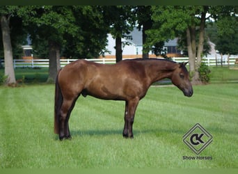 Friesian horses Mix, Gelding, 6 years, 14 hh, Black