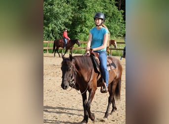 Friesian horses, Gelding, 6 years, 14 hh, Black