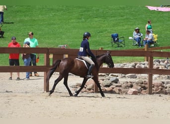 Friesian horses, Gelding, 6 years, 14 hh, Black