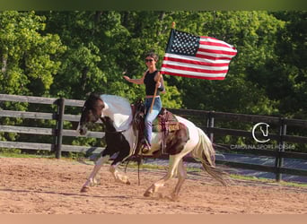 Friesian horses Mix, Gelding, 6 years, 14,3 hh