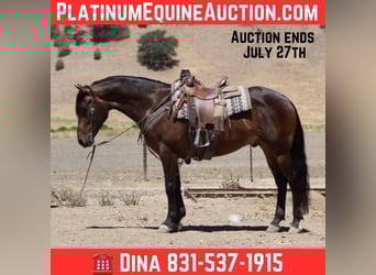 Friesian horses, Gelding, 6 years, 15.1 hh, Bay