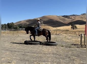 Friesian horses, Gelding, 6 years, 15.1 hh, Bay