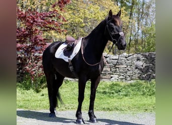 Friesian horses, Gelding, 6 years, 15.1 hh, Black