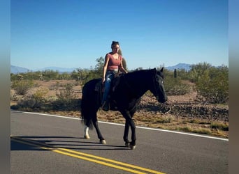 Friesian horses, Gelding, 6 years, 15.1 hh, Black