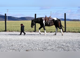 Friesian horses Mix, Gelding, 6 years, 15.1 hh, Pinto