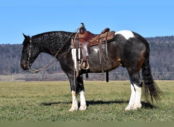 Friesian horses Mix, Gelding, 6 years, 15.1 hh, Pinto